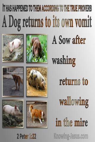 2 Peter 2:22 A Dog Returns To Its Vomit A Sow To Mud (gray)